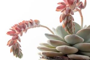 how to propagate succulents in water 1