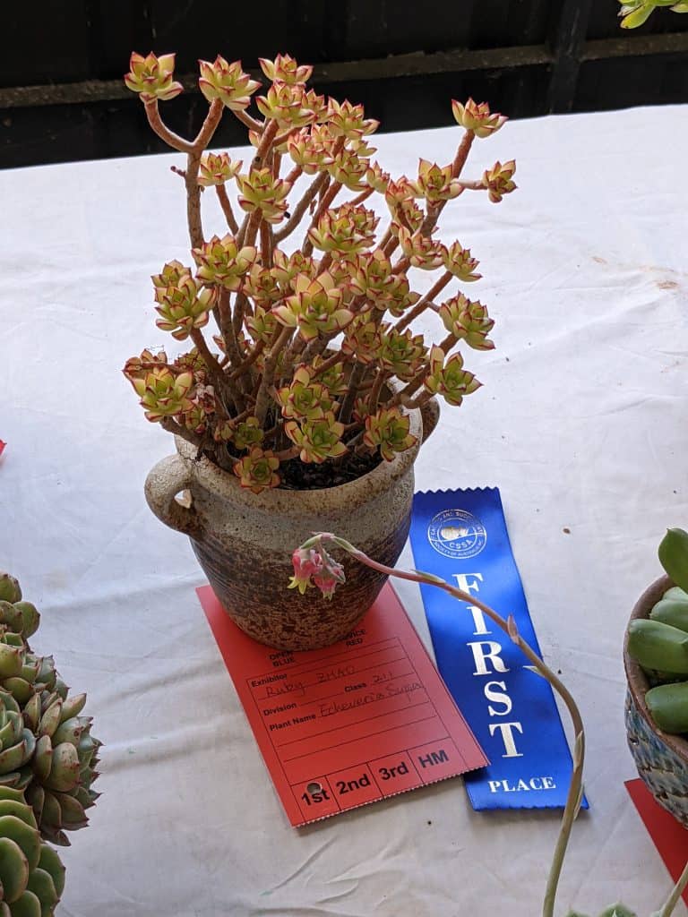CSSA Spring Show and Plant Sale