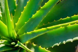A close up of an aloe vera plant