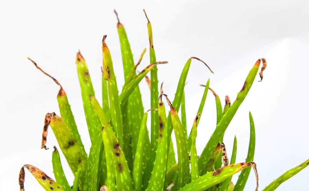 A closeup shot of spiky aloe leaves with dry edges on a white background