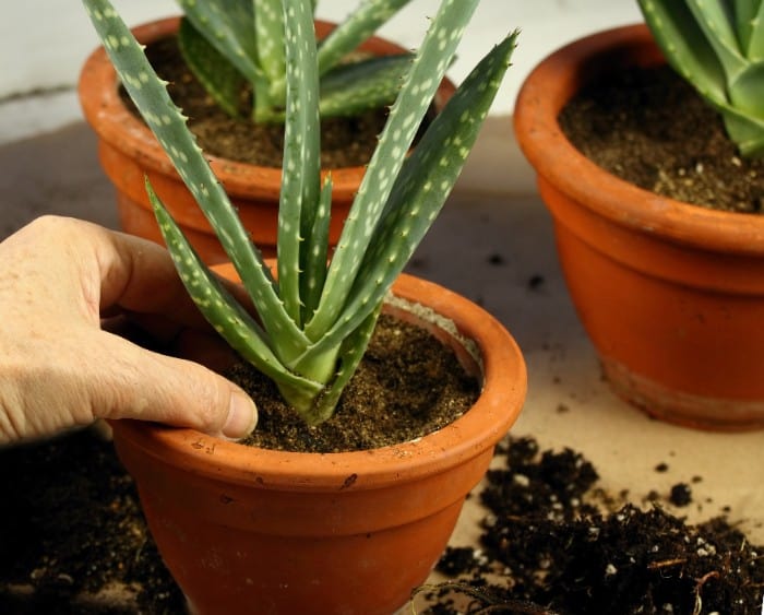 Aloe vera plant care - propagation