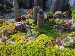 Outdoor succulents at Pots Galore, Melbourne