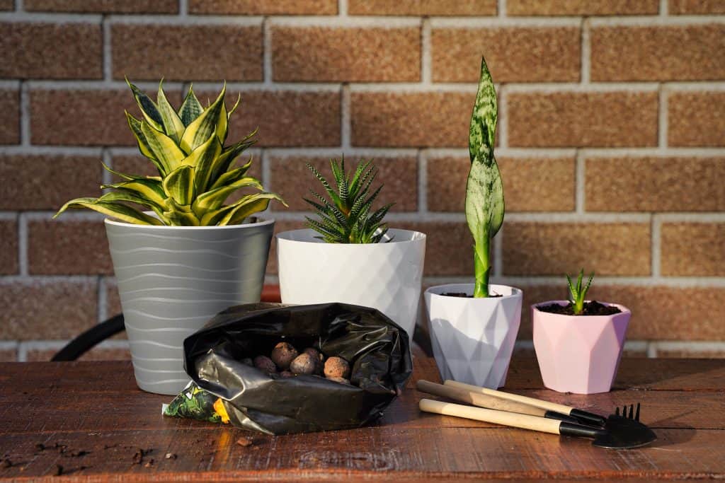 Succulents plants with tools for repotting